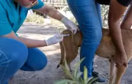 Llama Secretara de Salud a cuidar la higiene y el control veterinario en mascotas
