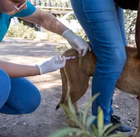 Llama Secretara de Salud a cuidar la higiene y el control veterinario en mascot