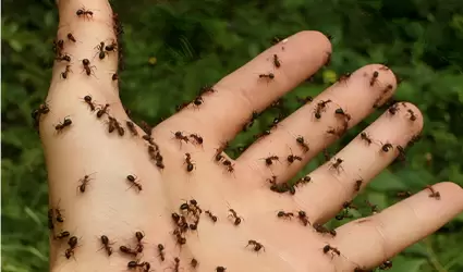 hormigas
