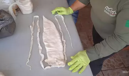 Traficante de totoaba