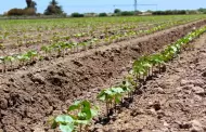 Presenta AGRICULTURA el cierre preliminar de las siembras del cultivo algodonero 2024
