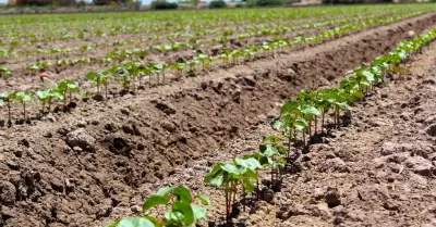 Presenta AGRICULTURA el cierre preliminar de las siembras del cultivo algodonero