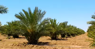 Plantacin de Palma Datilera Mejhoul "in vitro"