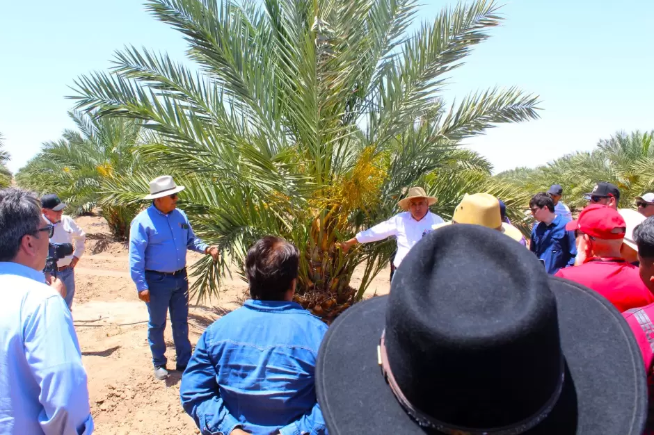 Plantacin de Palma Datilera Mejhoul "in vitro"