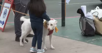 Impunidad ante el maltrato animal