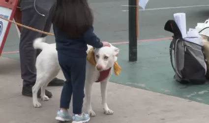 Impunidad ante el maltrato animal