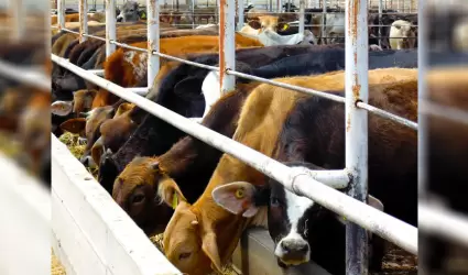 Contin�a en Baja California el monitoreo de las enfermedades de los animales:
