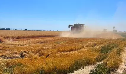 Avanza la cosecha triguera 2023-2024 en el Valle de Mexicali; van 3,825 hectrea