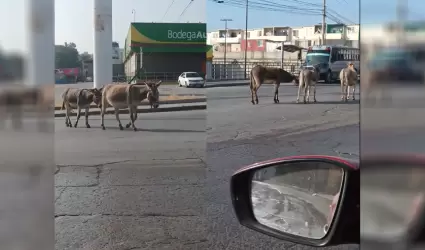 Vecinos de Urbivillas del Prado 2 exigen regulacin por animales sueltos