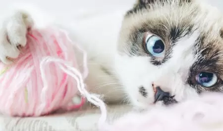 Gato con una bolsa de estambre