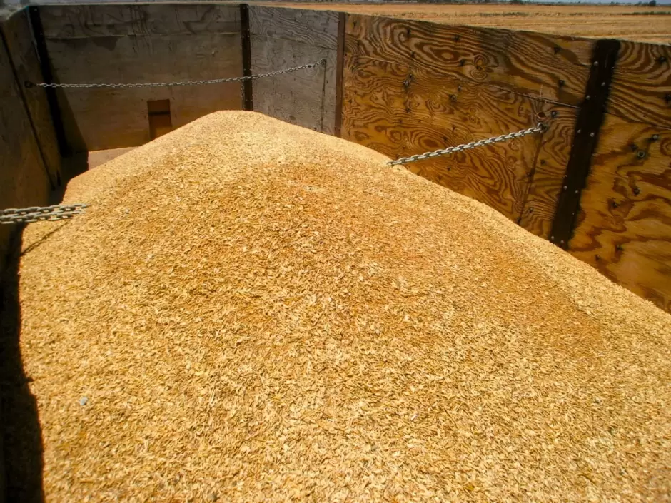 Produccin de trigo
