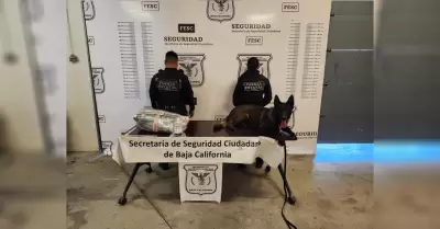 Detecta Fuerza Estatal caso de "Mula Ciega" en Tijuana