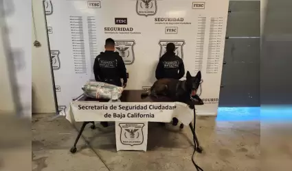 Detecta Fuerza Estatal caso de "Mula Ciega" en Tijuana