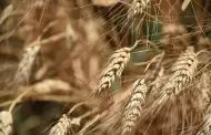 Genera la Secretara de Agricultura y Desarrollo Rural en BC variedades de trigo con alto potencial de rendimiento