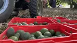 Cosecha de aguacate en Michoac�n