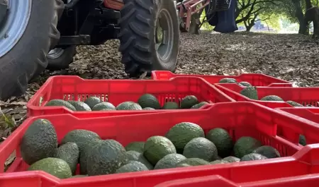 Cosecha de aguacate en Michoacn