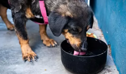 Recomienda ISSSTECALI reforzar cuidados de mascotas ante las altas temperaturas