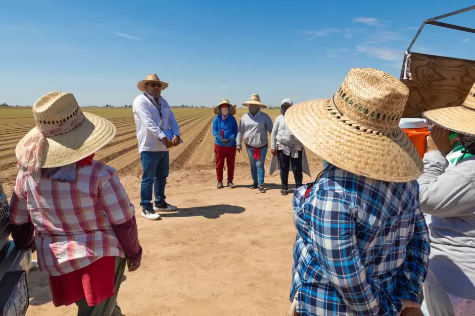 Inspeccin en empresas agrcolas del Valle de Mexicali