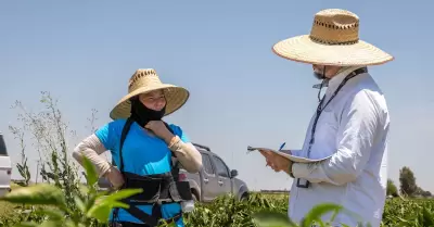 Inspeccin en empresas agrcolas del Valle de Mexicali