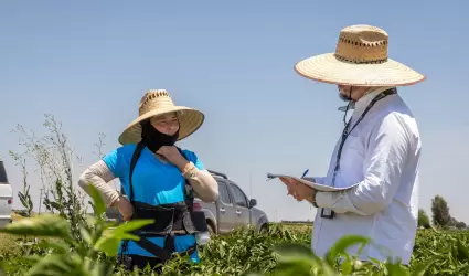 Inspeccin en empresas agrcolas del Valle de Mexicali