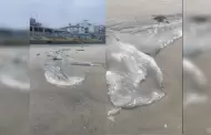 Restos de ballena aparecen en Playas de Tijuana