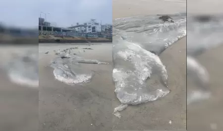 restos de ballena