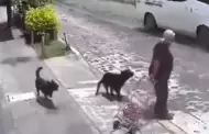 VIDEO Perros atacan a mordidas a abuelita
