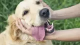 Mascotas