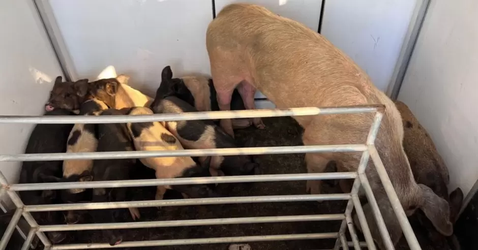 Servicios Animales del Condado rescatan a lechones y cerdos