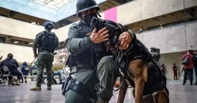 Perros de la polica municipal adiestrados