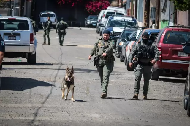 Perros de la polica municipal adiestrados