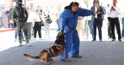 "Boris", agente canino de FESC, es nombrado perro del ao 2023