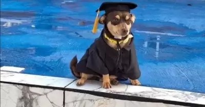 Perrito graduado