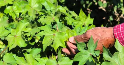 Contin�an en aumento las siembras del PV 2024 en el Valle de Mexicali