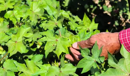 Contin�an en aumento las siembras del PV 2024 en el Valle de Mexicali