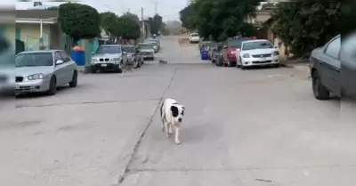 Perros callejeros agresivos