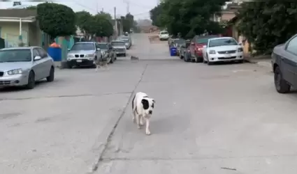 Perros callejeros agresivos