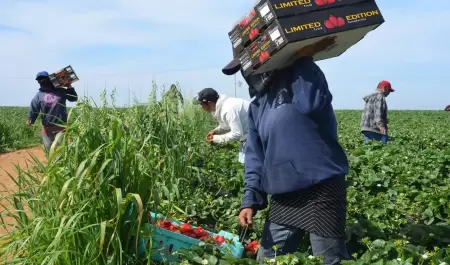 Producci�n agr�cola