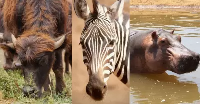 lImpactante llegada de animales a PaiPai: Edgar Prez Ortiz