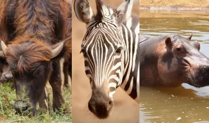 lImpactante llegada de animales a PaiPai: Edgar Prez Ortiz