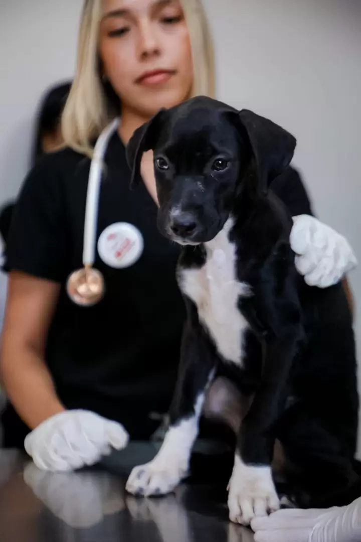 perro mascota rescatada Santuario Mily