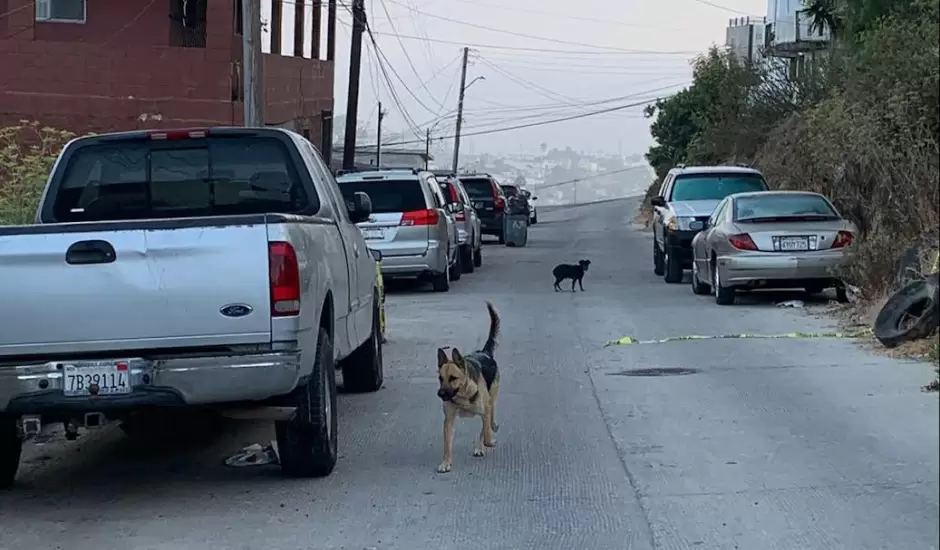 Perro de vctima de asesinato queda sin atencin en casa asegurada en Tijuana