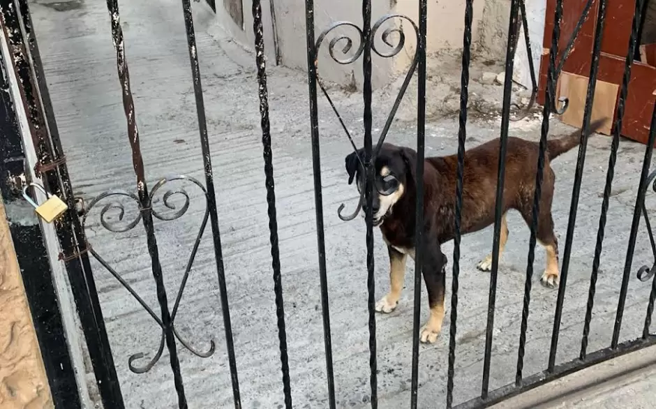 Perro de vctima de asesinato queda sin atencin en casa asegurada en Tijuana