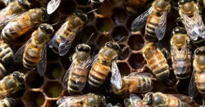 Abejas