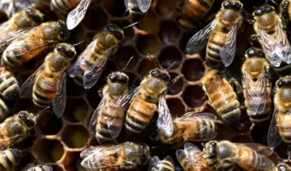 Abejas
