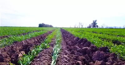 Seminario sobre el "Uso eficiente de los Fertilizantes en Suelos"