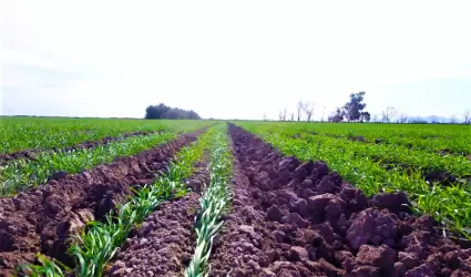 Seminario sobre el "Uso eficiente de los Fertilizantes en Suelos"