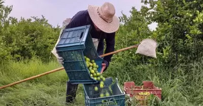 contina la extorsin a productores, empacadores y comercializadores de limn