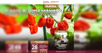 Chile Habanero