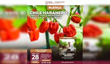 Chile Habanero